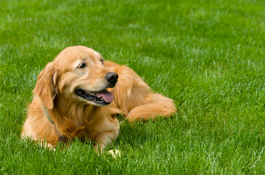 Mein Hund frisst Gras - was kann ich tun?