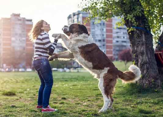 Mein Hund springt mich an - was kann ich tun?