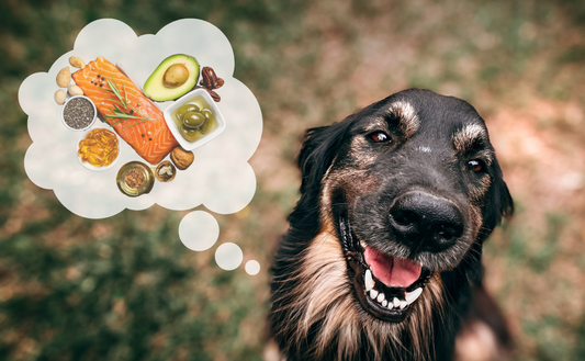 Der Effekt von Omega 3 für unsere Vierbeiner