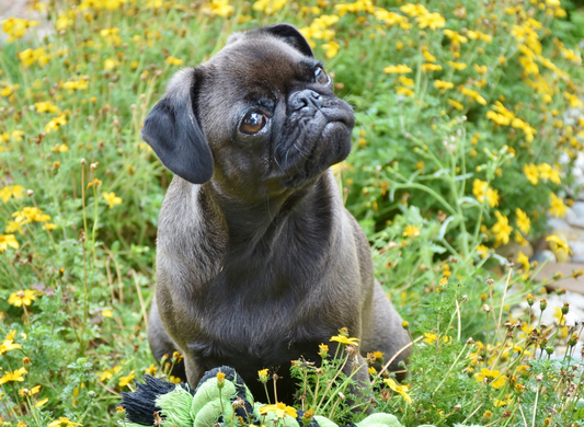 Probiotika für Hunde: Vorteile und Bedeutung für die Gesundheit