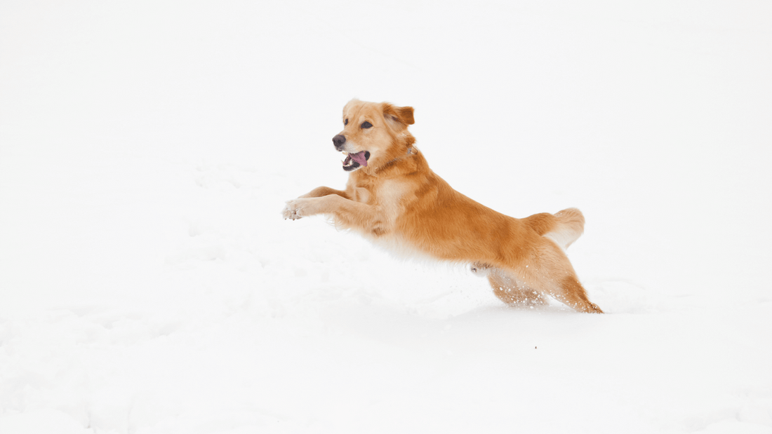 Immunabwehr beim Hund – So stärkst du sein Immunsystem